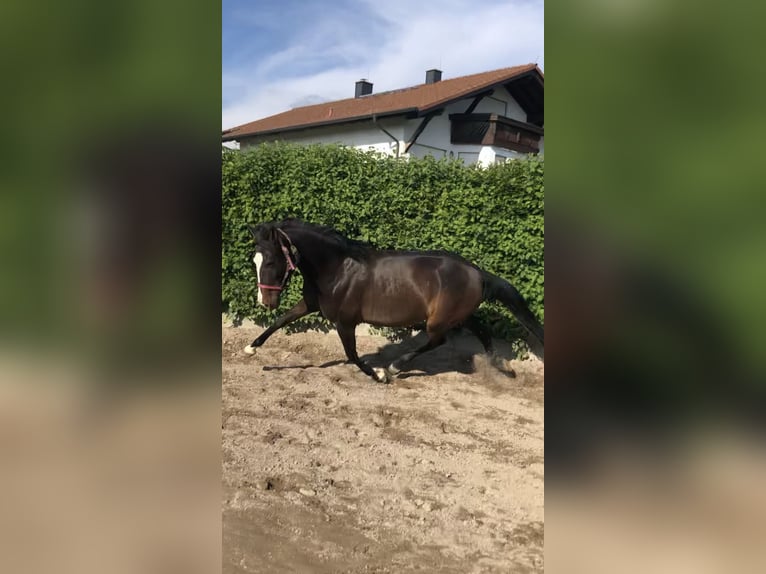 Lusitano Mix Mare 10 years 14,2 hh Brown in Oberursel
