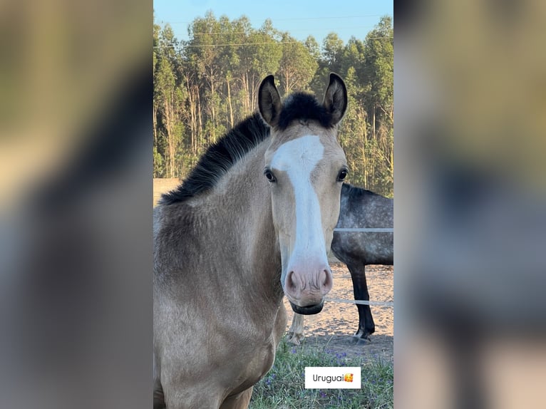 Lusitano Mare 10 years 15 hh Brown in Caldas da Rainha