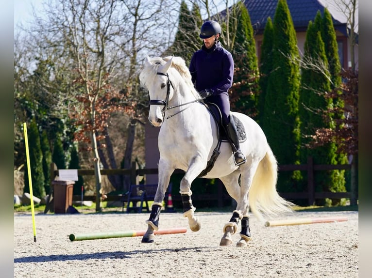 Lusitano Mare 10 years 16 hh Gray in Łomianki