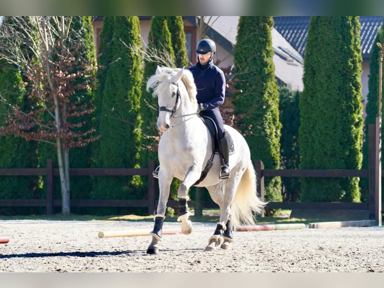 Lusitano Mare 10 years 16 hh Gray in Łomianki