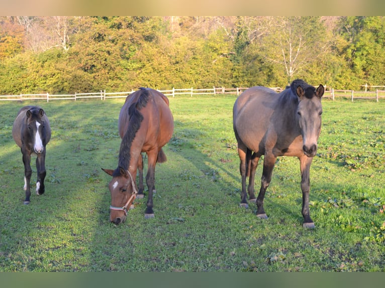 Lusitano Mare 10 years Dun in draillant