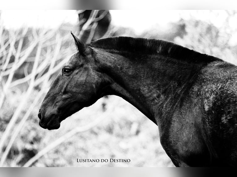 Lusitano Mare 11 years 15.1 hh Black in Générac
