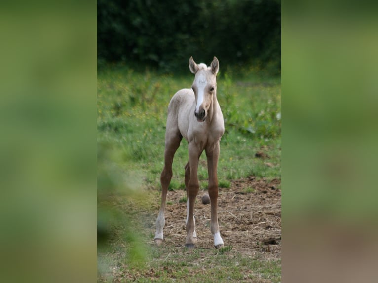 Lusitano Mare 11 years 15,2 hh Dun in Saligny sur Roudon