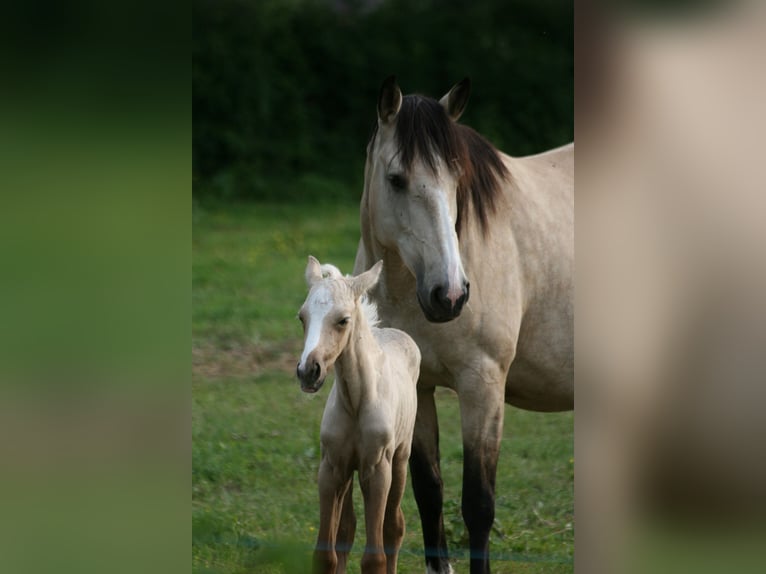 Lusitano Mare 11 years 15,2 hh Dun in Saligny sur Roudon