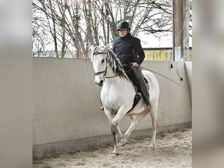 Lusitano Mare 11 years 15.2 hh Grey in Weinheim