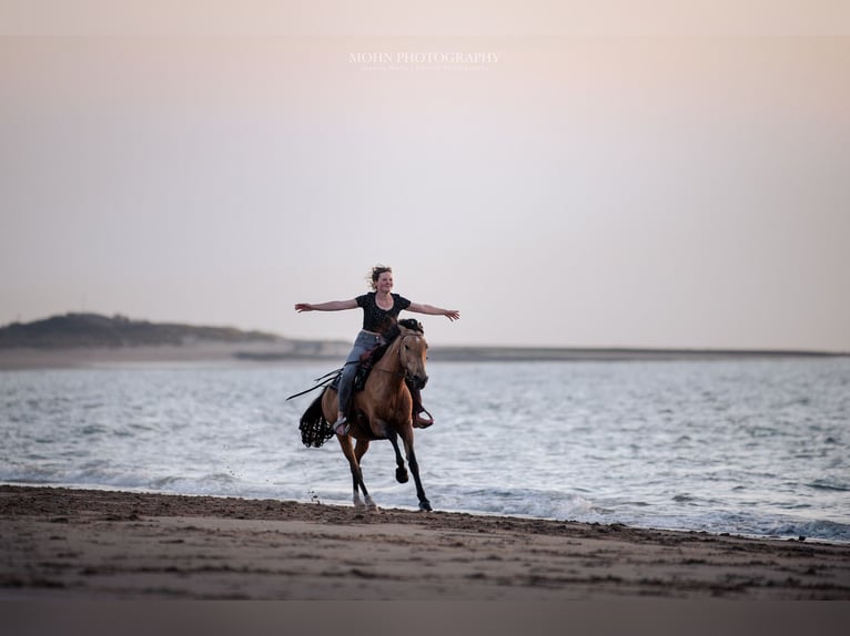 Lusitano Mix Mare 11 years 15 hh Buckskin in Horhausen