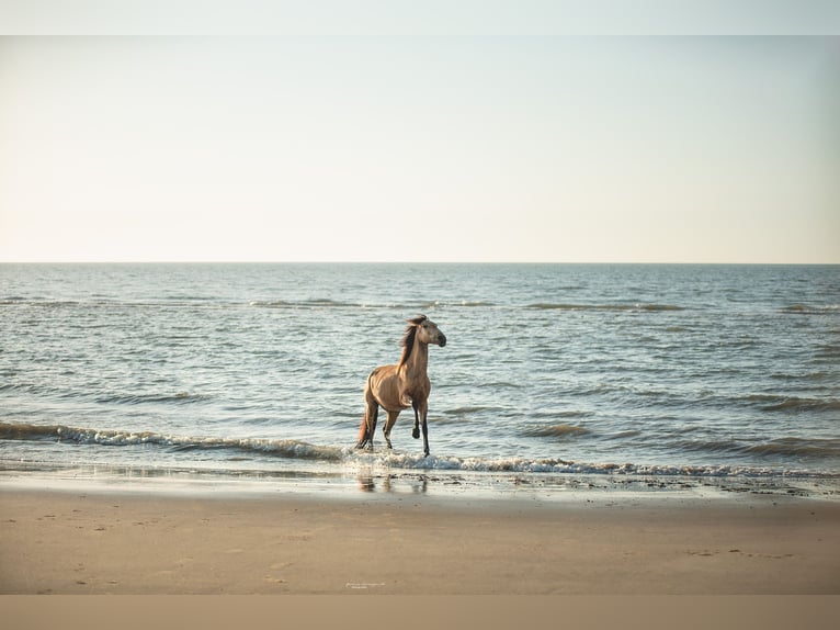 Lusitano Mix Mare 11 years 15 hh Buckskin in Horhausen