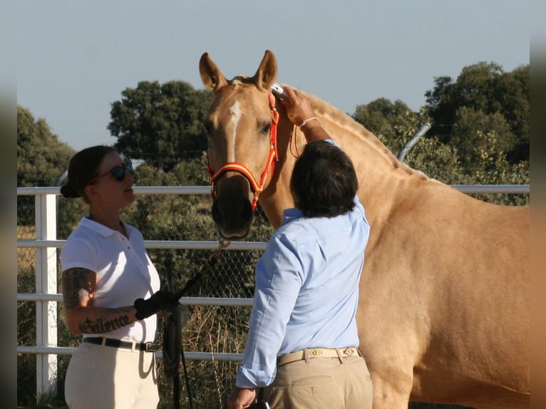 Lusitano Mare 11 years 15 hh Palomino in Cubillo