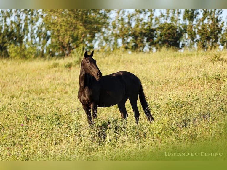 Lusitano Mare 11 years 15,1 hh Black in Générac