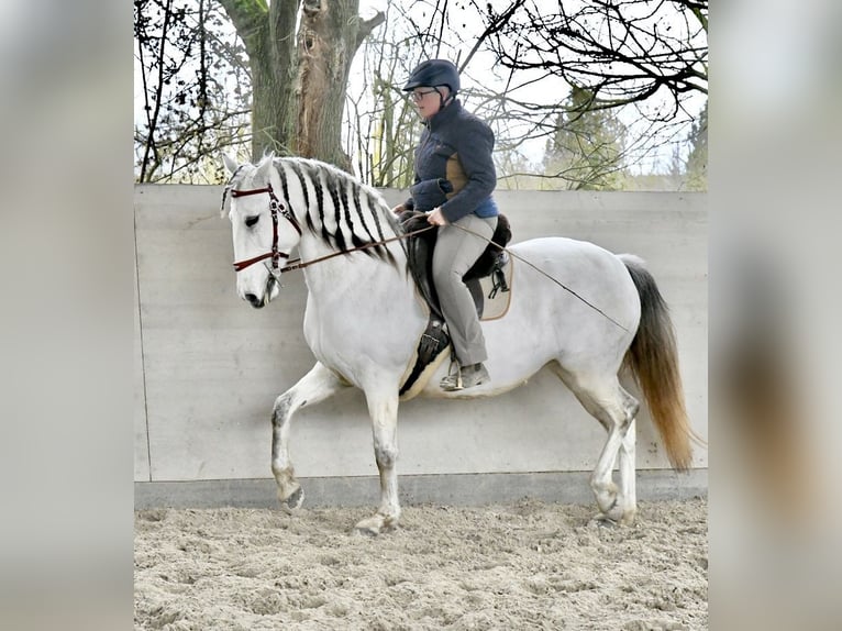 Lusitano Mare 11 years 15,2 hh Grey in Weinheim