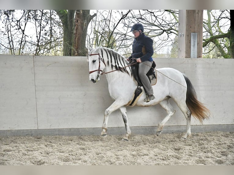 Lusitano Mare 11 years 15,2 hh Grey in Weinheim