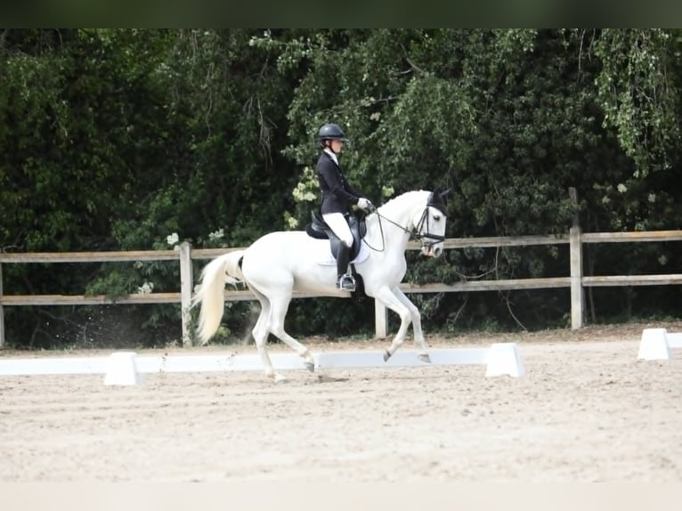 Lusitano Mare 11 years 15,2 hh White in St Rémy de Provence Lusitano Mare 11 years 15,2 hh White in St Rémy de Provence