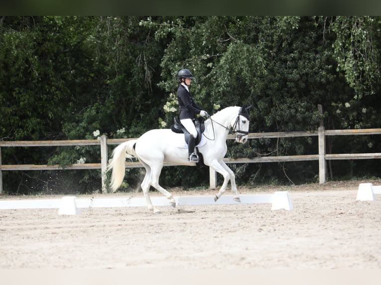 Lusitano Mare 11 years 15,2 hh White in St remy de provence