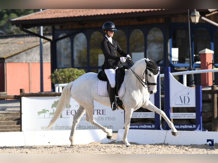 Lusitano Mare 11 years 15,2 hh White in St remy de provence