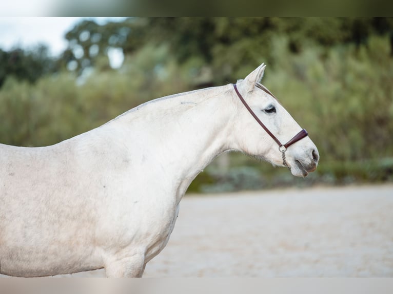 Lusitano Mare 11 years 15,3 hh Grey in El GASTOR