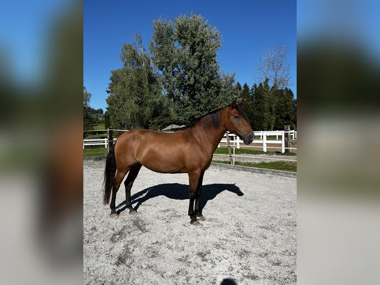 Lusitano Mare 11 years 16 hh Brown-Light in Braunau