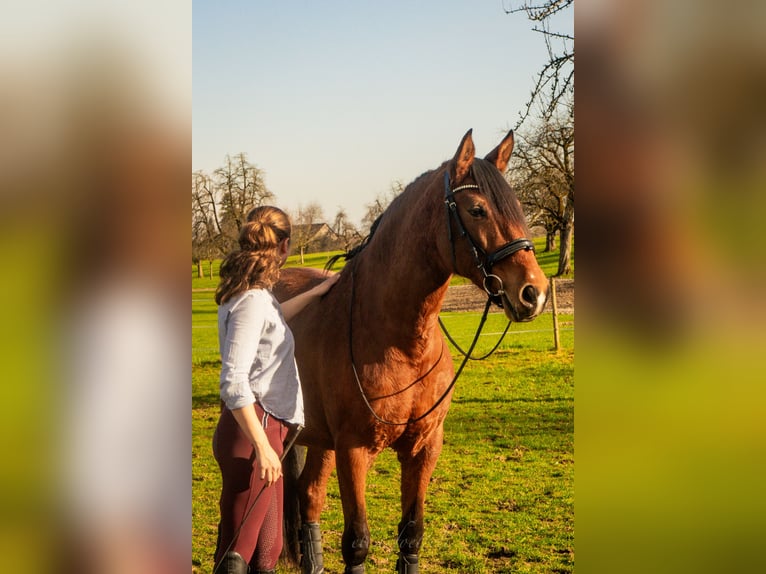 Lusitano Mare 11 years 16 hh Brown-Light in Braunau