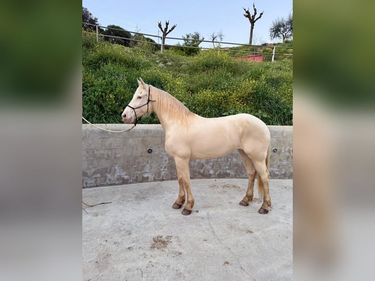Lusitano Mix Mare 11 years 16 hh Cremello in Arenys De Munt