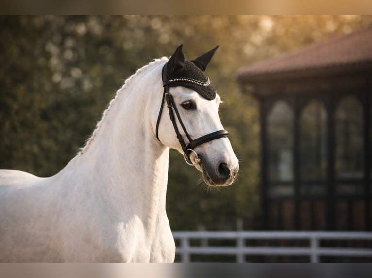 Lusitano Mare 12 years 15.2 hh White in St Rémy de Provence