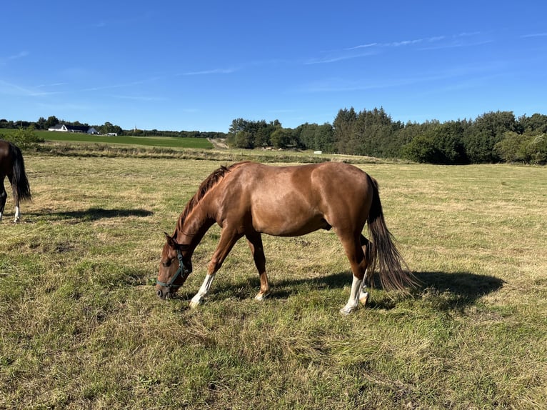 Lusitano Mare 12 years 15 hh Smoky-Black in Arden