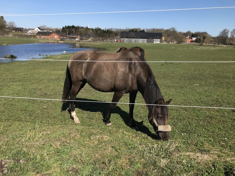 Lusitano Mare 12 years 15 hh Smoky-Black in Arden