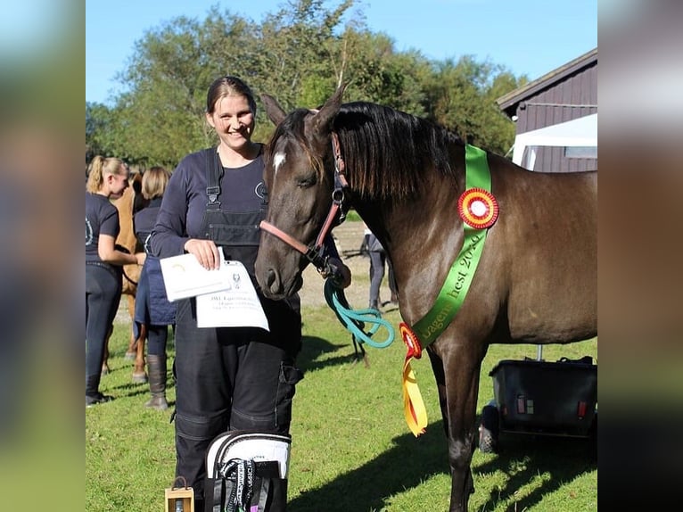 Lusitano Mare 12 years 15 hh Smoky-Black in Arden