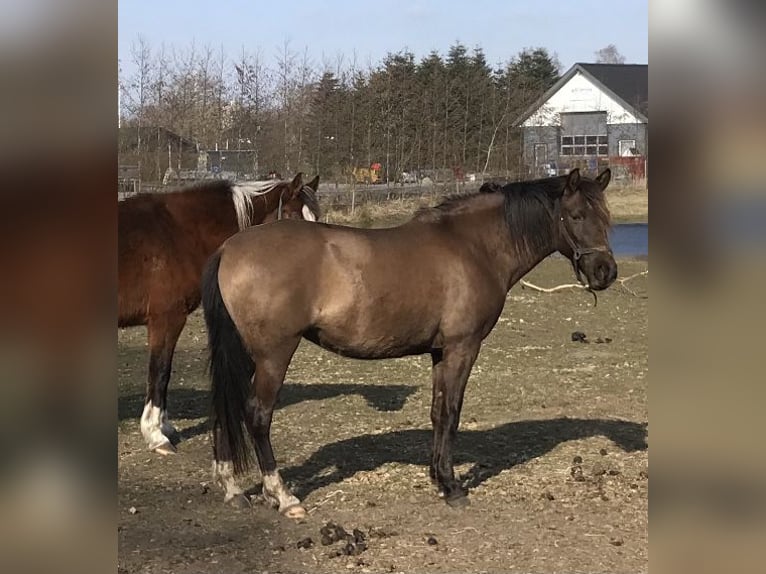 Lusitano Mare 12 years 15 hh Smoky-Black in Arden