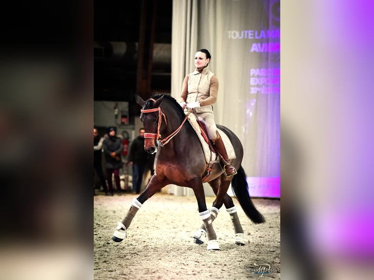 Lusitano Mare 12 years 15,2 hh Bay-Dark in Saint-R&#xE9;my-de-Provencesaint r&#xE9;my de provence