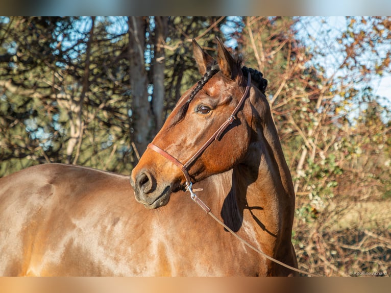 Lusitano Mare 12 years 15,2 hh Bay-Dark in Saint-R&#xE9;my-de-Provencesaint r&#xE9;my de provence
