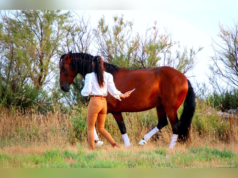 Lusitano Mare 12 years 15,2 hh Bay-Dark in Saint-R&#xE9;my-de-Provencesaint r&#xE9;my de provence