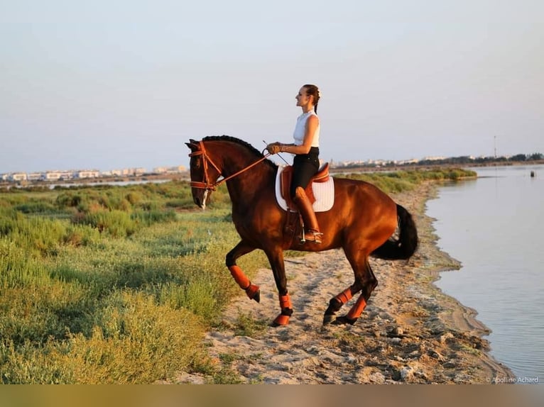 Lusitano Mare 12 years 15,2 hh Bay-Dark in Saint-R&#xE9;my-de-Provencesaint r&#xE9;my de provence