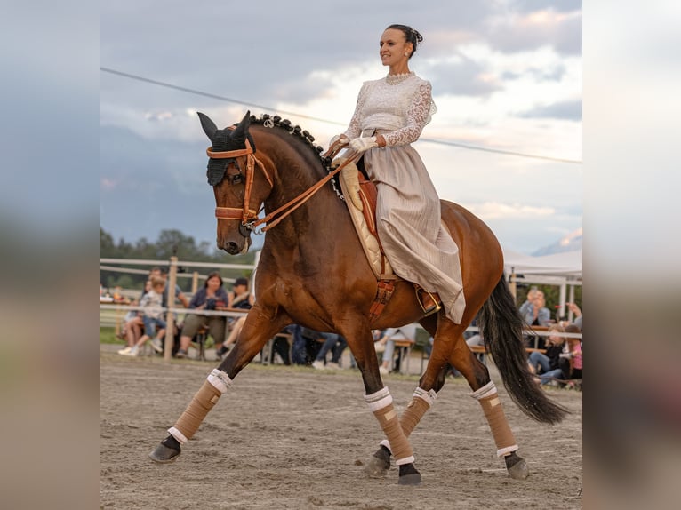 Lusitano Mare 12 years 15,2 hh Bay-Dark in Saint-R&#xE9;my-de-Provencesaint r&#xE9;my de provence