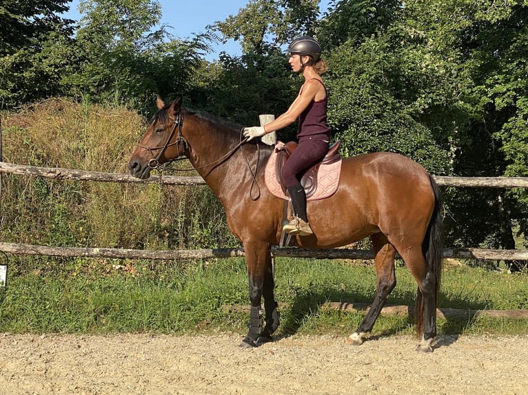 Lusitano Mare 12 years 15,2 hh Brown in Les Eyzies-de-Tayac-Sireuil