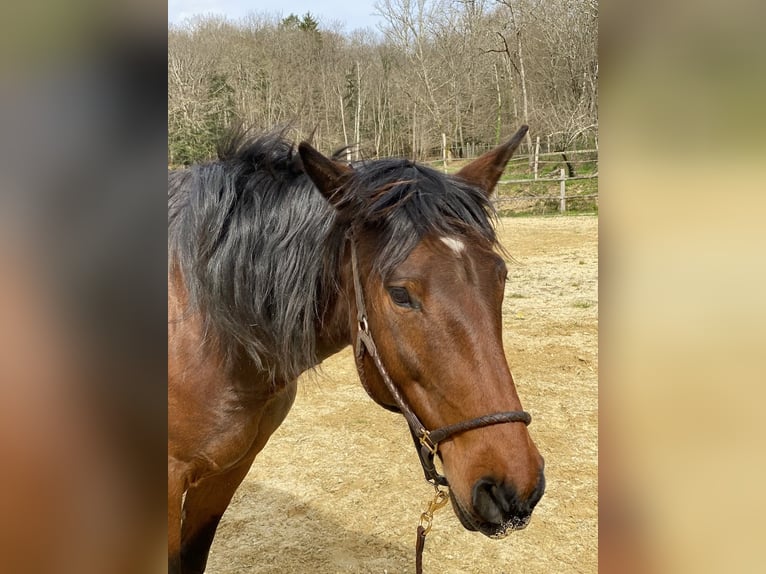 Lusitano Mare 12 years 15,2 hh Brown in Les Eyzies-de-Tayac-Sireuil