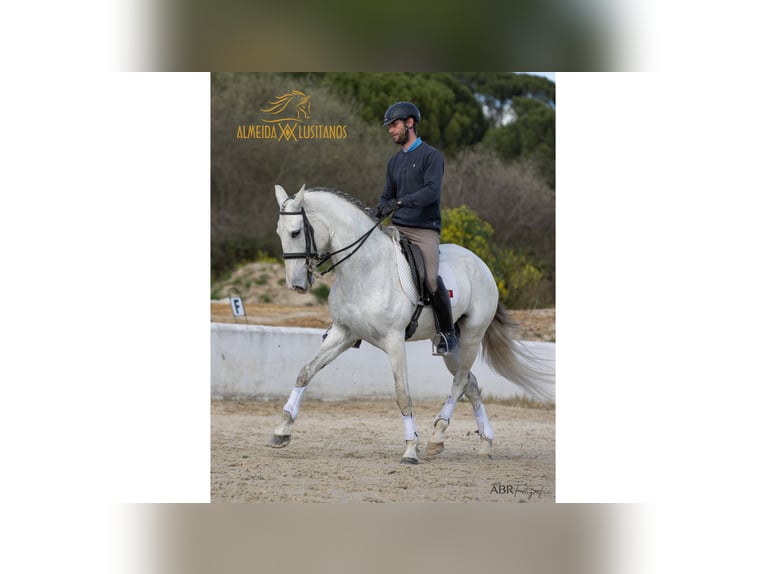 Lusitano Mare 12 years 16 hh Gray in Lissabon