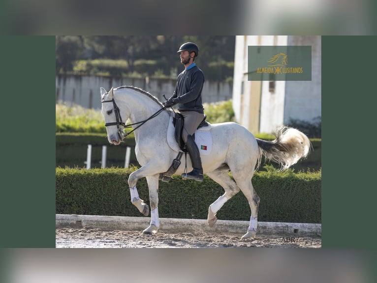 Lusitano Mare 12 years 16 hh Gray in Lissabon