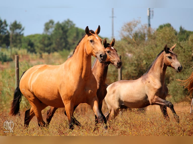 Lusitano Mare 13 years 15.1 hh Dun in Palmela