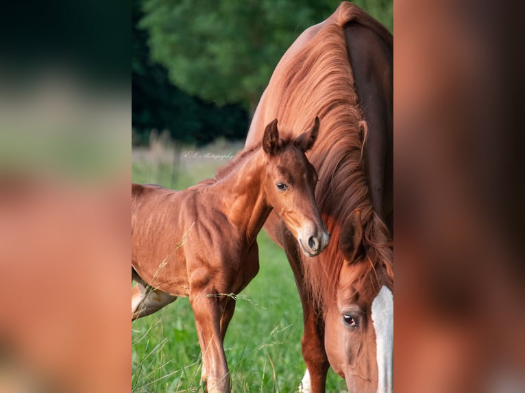 Lusitano Mare 13 years 15,1 hh Pearl in Wöllstein