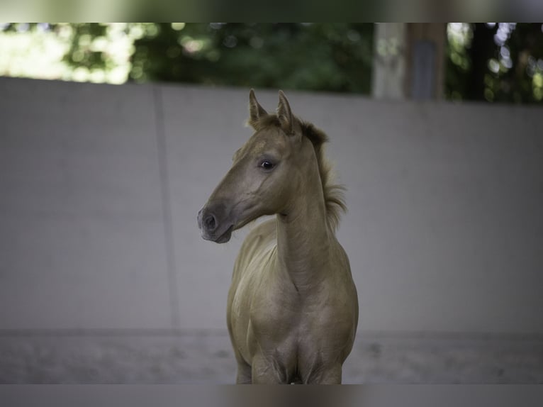 Lusitano Mare 13 years 15,1 hh Pearl in Wöllstein