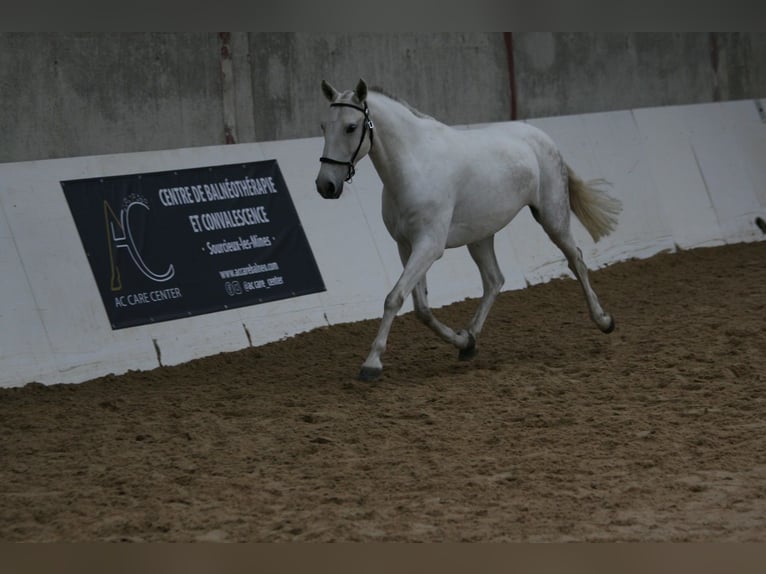 Lusitano Mare 13 years 15.2 hh Dun in Saligny-sur-Roudon