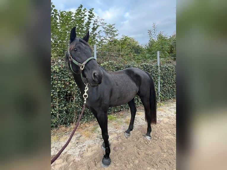 Lusitano Mare 13 years 15,1 hh Black in Canach