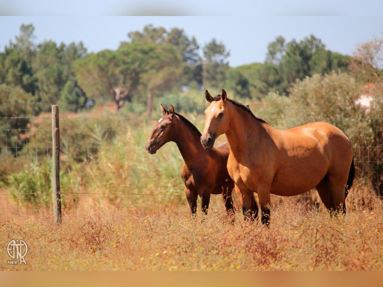 Lusitano Mare 13 years 15,1 hh Dun in Palmela