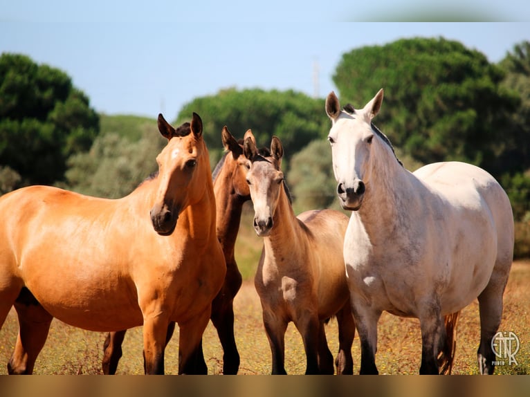 Lusitano Mare 13 years 15,1 hh Dun in Palmela