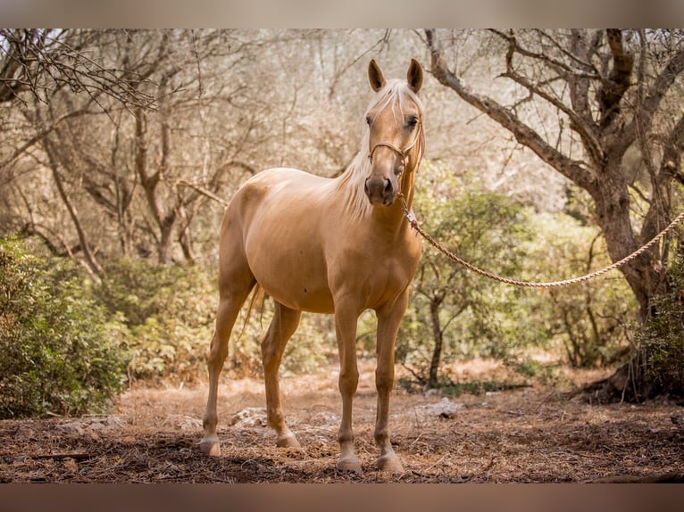 Lusitano Mare 14 years 15,2 hh Palomino in Felanitx