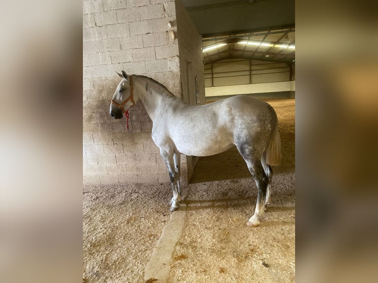 Lusitano Mare 14 years 16 hh Gray in Madrid