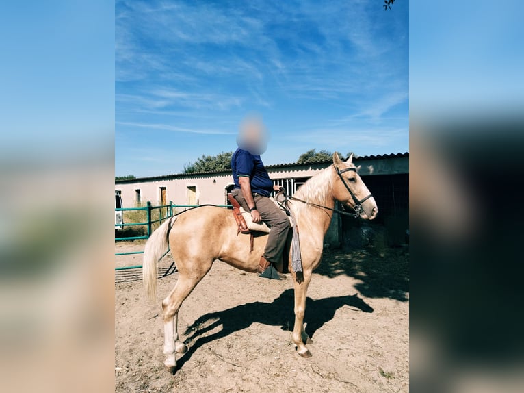 Lusitano Mare 14 years 16 hh Pearl in Pozuelo De Alarcon