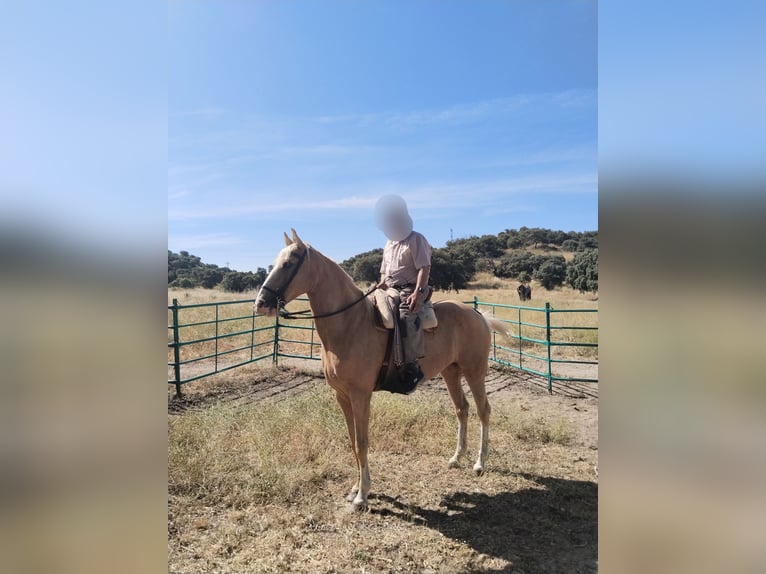 Lusitano Mare 14 years 16 hh Pearl in Pozuelo De Alarcon