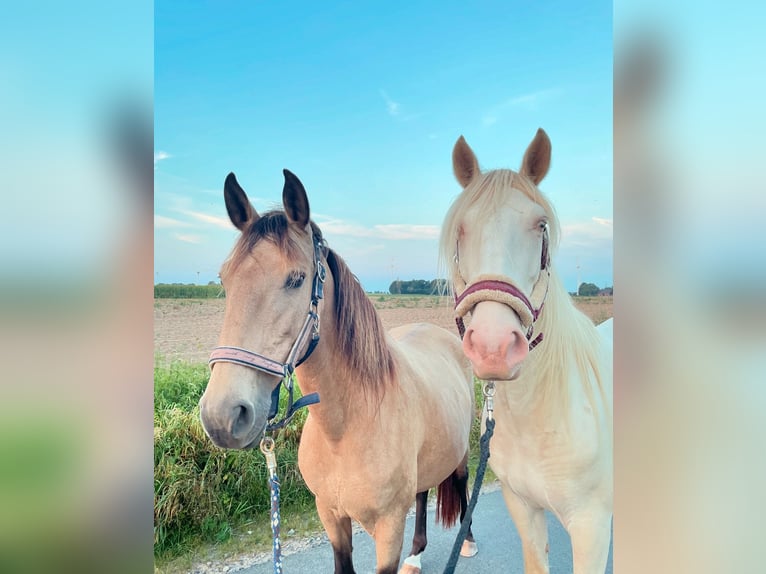 Lusitano Mare 15 years 14.3 hh Dun in Schneverdingen