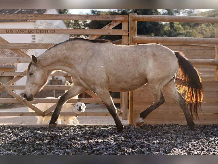 Lusitano Mare 15 years 15.1 hh Buckskin in Générac
