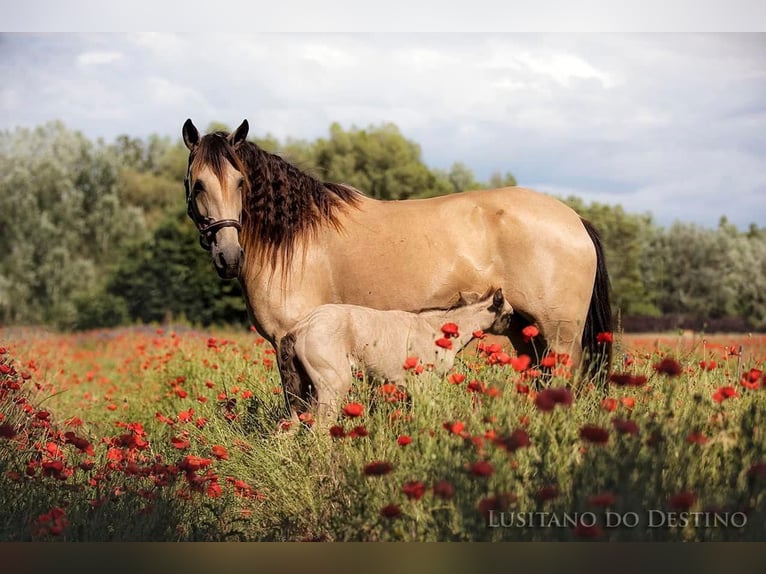 Lusitano Mare 15 years 15.1 hh Buckskin in Générac
